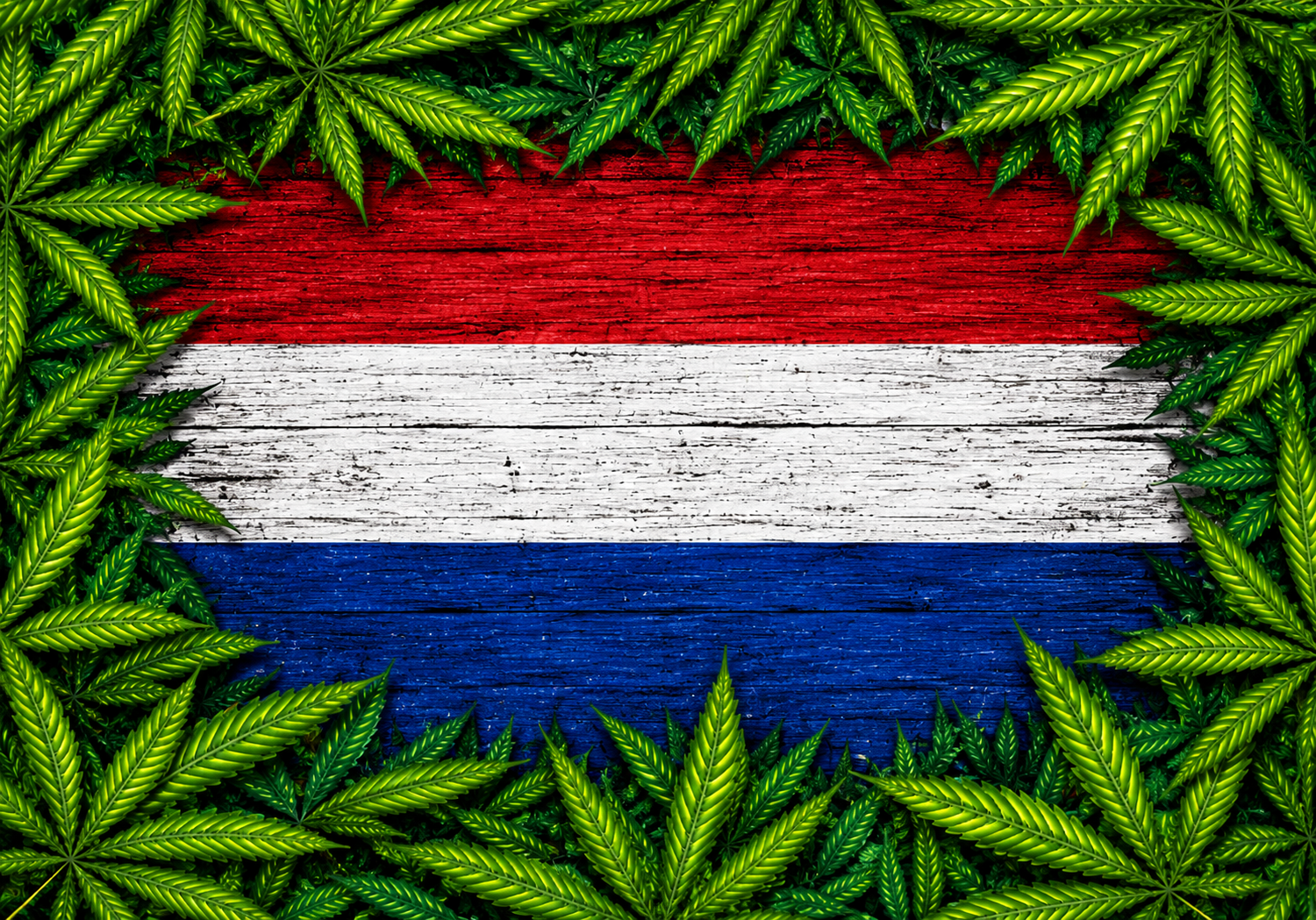 buy weed netherlands