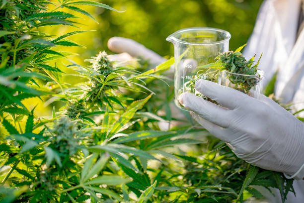 cannabis buds europe