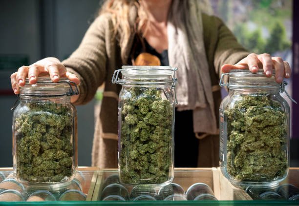 cannabis museum amsterdam 