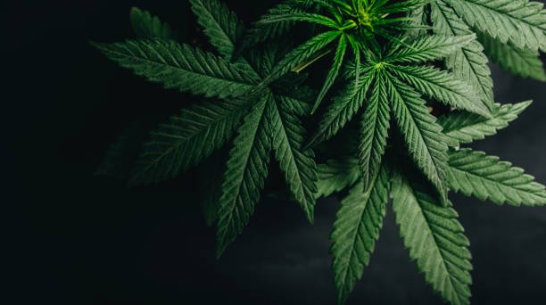 cannabis store 