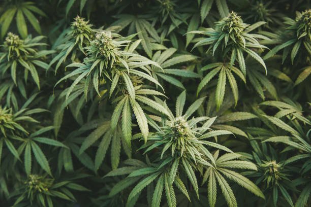 cannabis store 