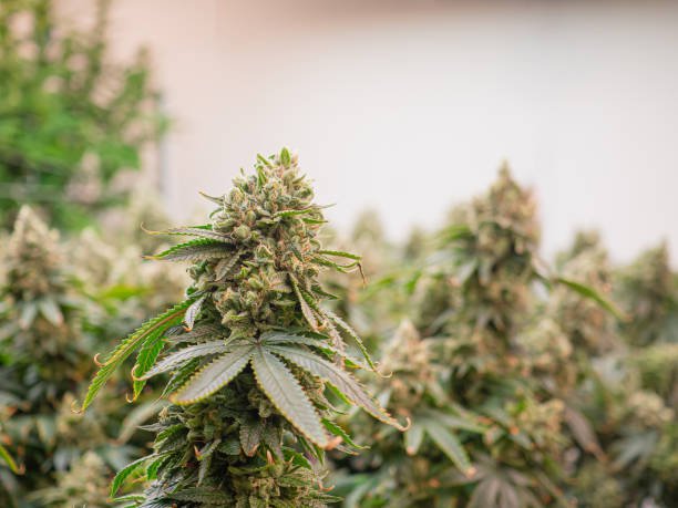 cannabis store 