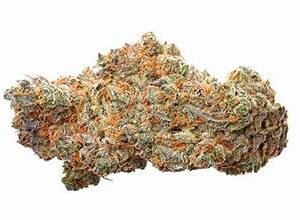 Northern Lights